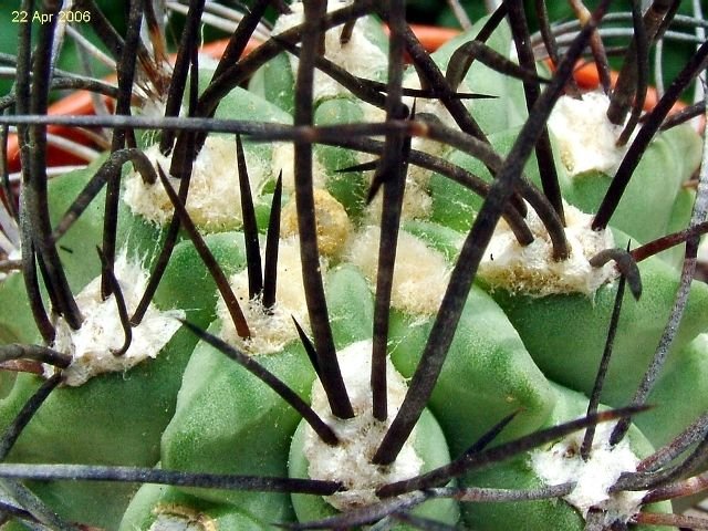 Eriosyce_ paucicostata ssp.paucicostata _03